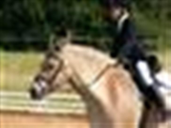 Fjordhest Milo *SOLGT* billede 3