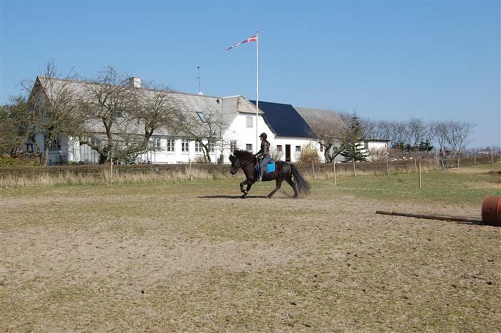 Islænder silas f. stubbebro R.I.P - lille silas galop Foto: Sara billede 3