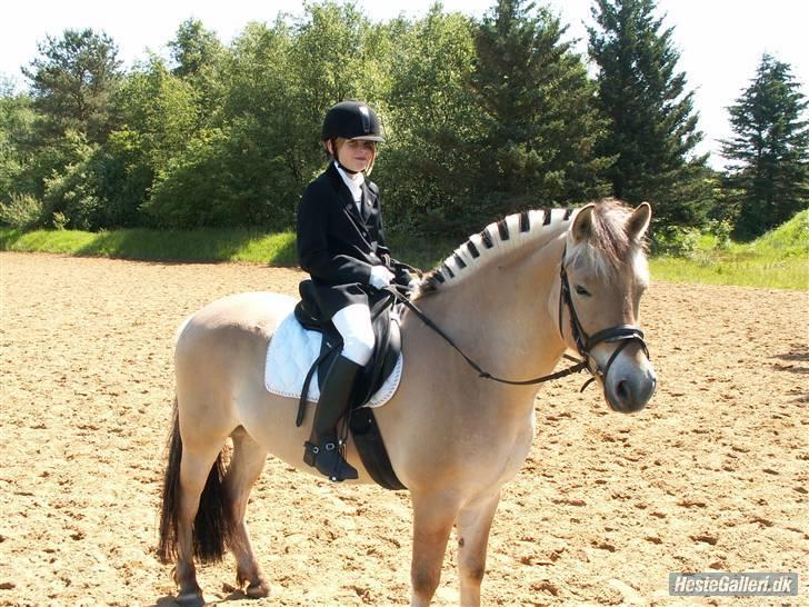 Fjordhest Milo *SOLGT* billede 4