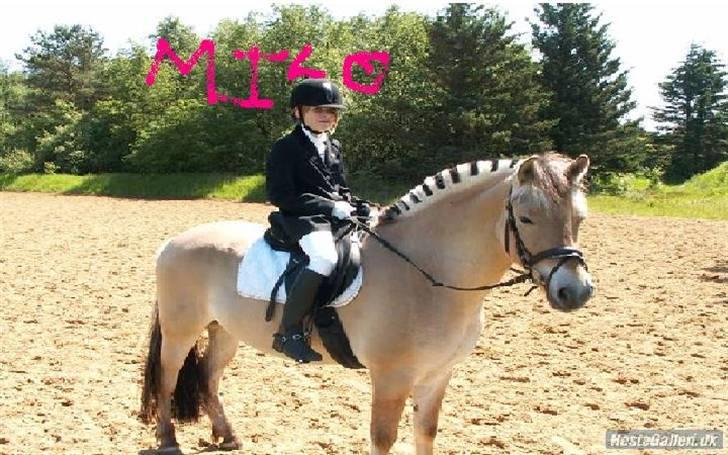 Fjordhest Milo *SOLGT* billede 5