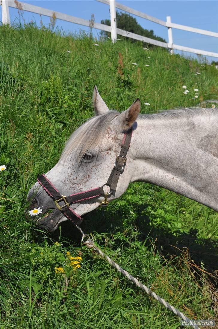 Anden særlig race Moonlight - moonlight<3  billede er taget af nanna kragh billede 10