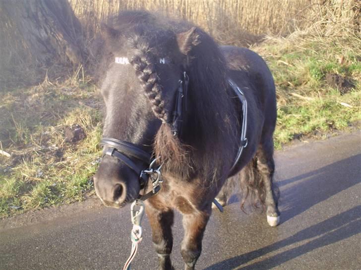 Shetlænder Wibi v.d lage haar SOLGT billede 10