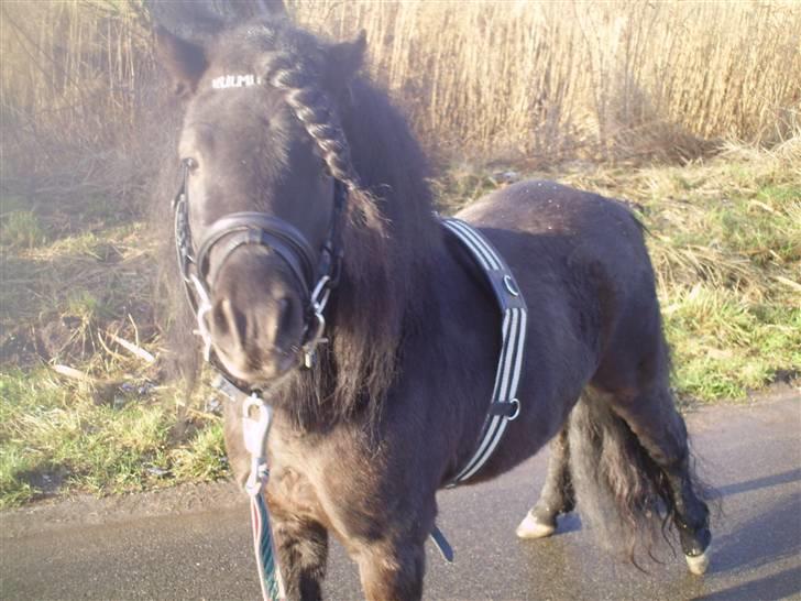 Shetlænder Wibi v.d lage haar SOLGT billede 11