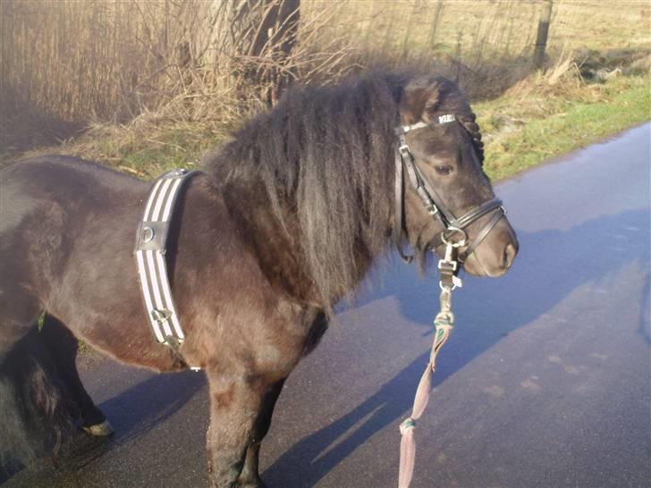 Shetlænder Wibi v.d lage haar SOLGT billede 12