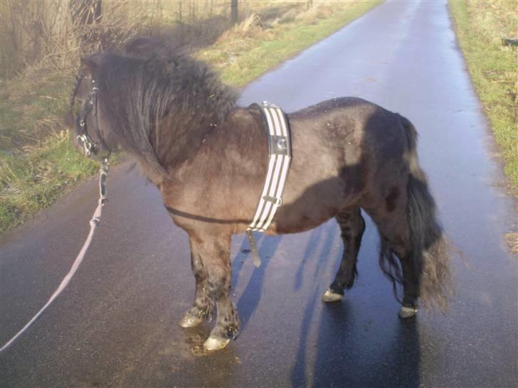 Shetlænder Wibi v.d lage haar SOLGT billede 13