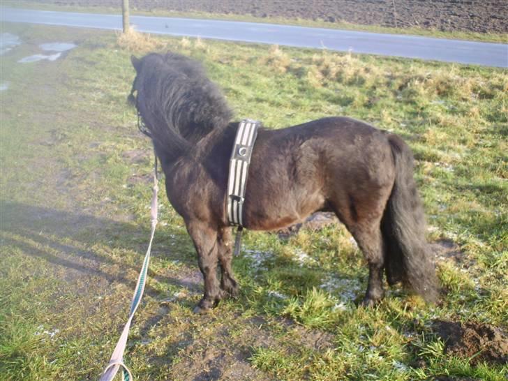 Shetlænder Wibi v.d lage haar SOLGT billede 14