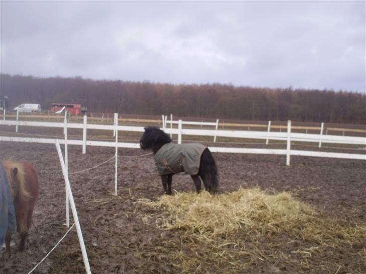 Shetlænder Wibi v.d lage haar SOLGT billede 15