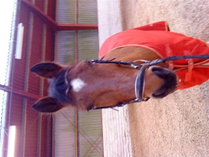 Anden særlig race Lucas ( aflivet) billede 15