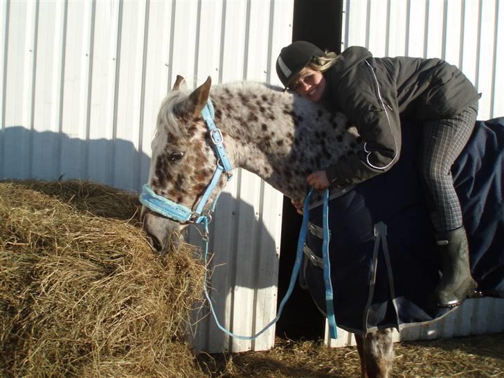 Appaloosa Spice girl R.I.P billede 5