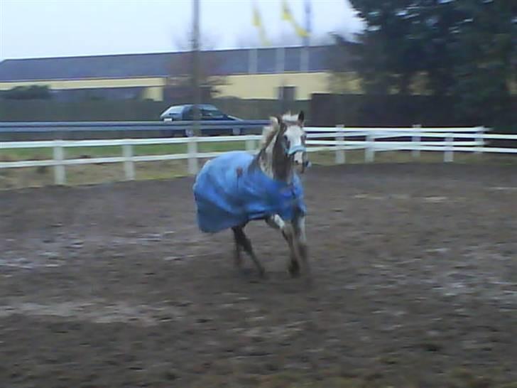 Appaloosa Spice girl R.I.P billede 9