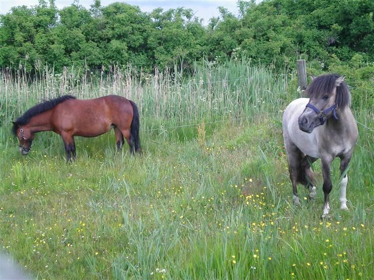 Anden særlig race Sir duke billede 11
