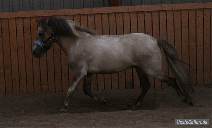 Anden særlig race Sir duke billede 12