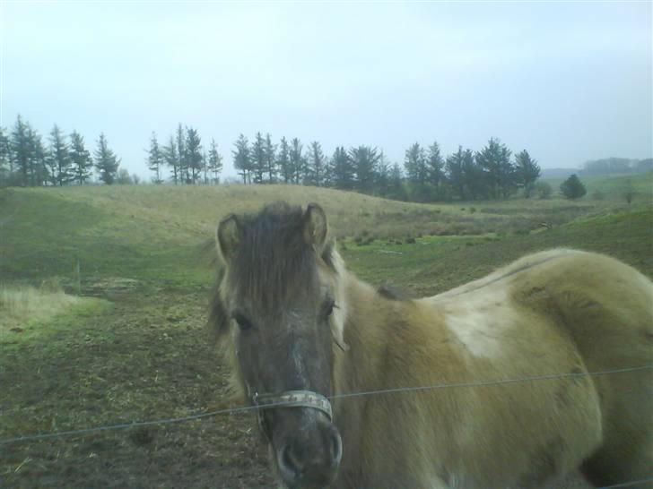 Anden særlig race Sir duke billede 13