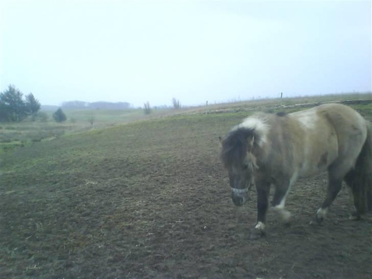 Anden særlig race Sir duke billede 14
