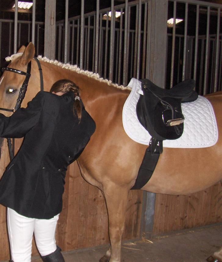 Haflinger kløv´s puk  billede 13