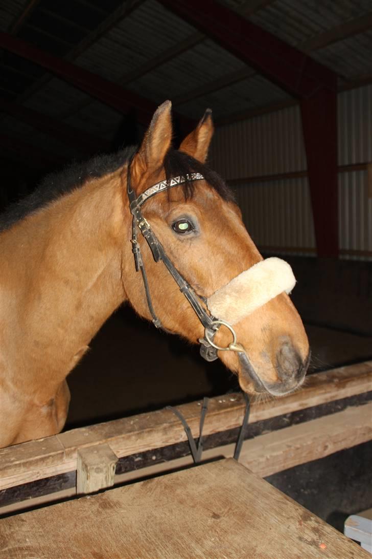 Anden særlig race Santos gammel lånehest  - velkommen til Santos´ profil :)  billede 1