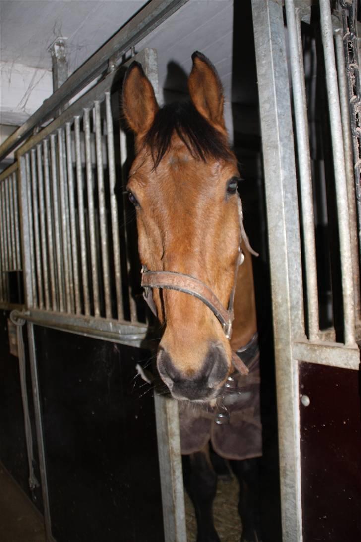Anden særlig race Santos gammel lånehest  billede 2