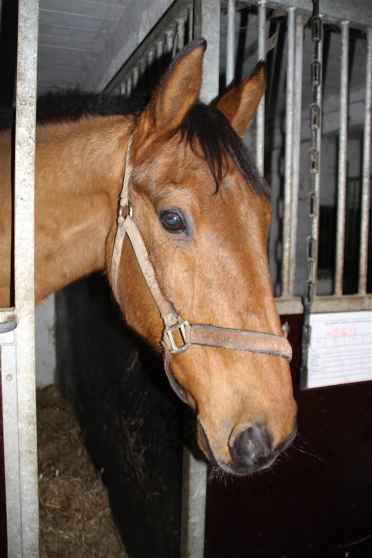 Anden særlig race Santos gammel lånehest  billede 3