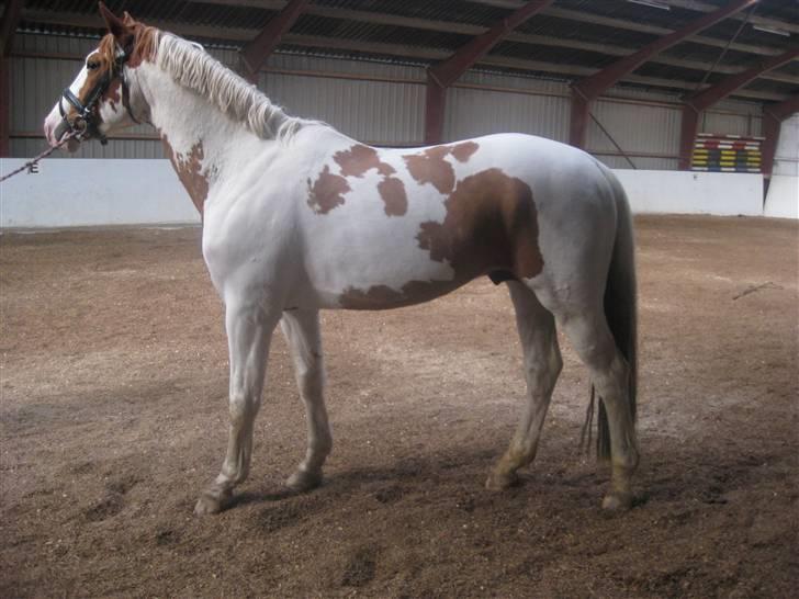 Pinto nikolaj af dutterup billede 11