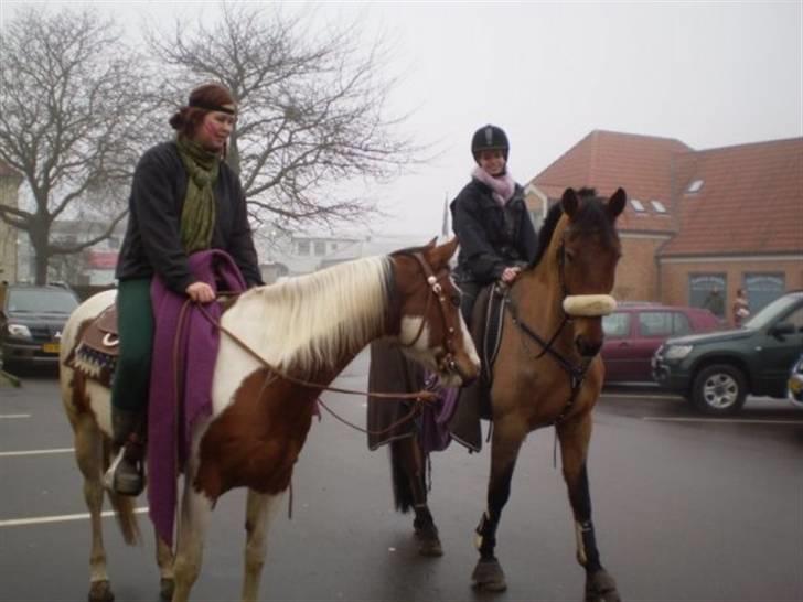 Anden særlig race Santos gammel lånehest  - Whata Cinderella (aske) & Santos til fastelavnsoptog billede 4