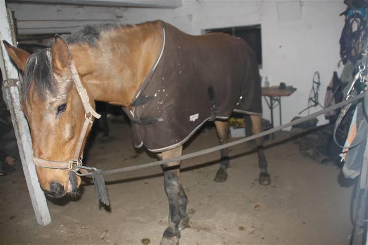 Anden særlig race Santos gammel lånehest  - en meget beskidt Santos :) første dag hos mig. han have overrullet sig på folden :) billede 6