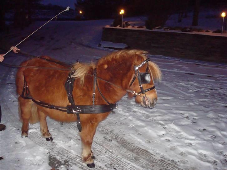 Shetlænder Sdr. Dams Hilda billede 5