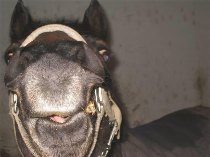 Anden særlig race Brune R.I.P. 08-10-12 - Velkommen til Brune´s profil. Læg gerne en bedømmelse og en kommentar. billede 1