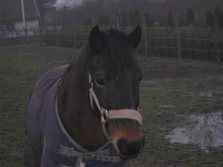 Anden særlig race Brune R.I.P. 08-10-12 - 23 år - 2009 *Foto: Mig* billede 2