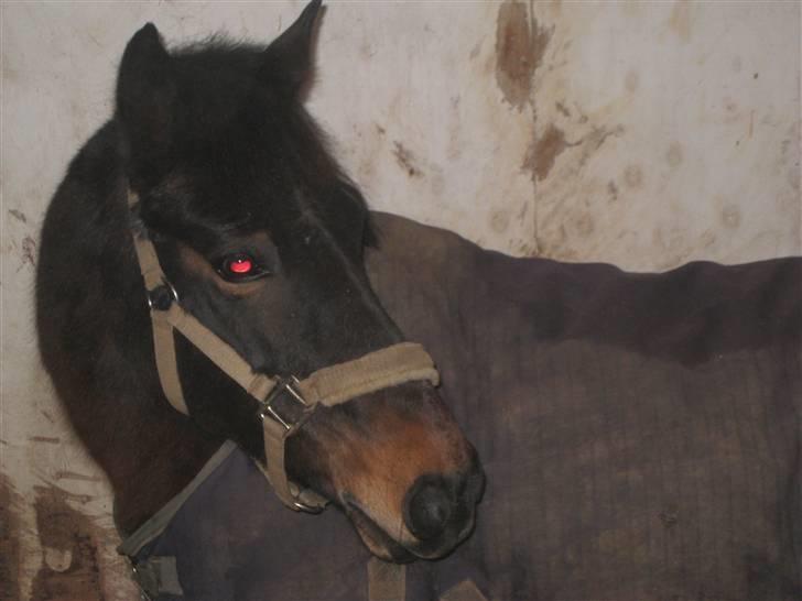 Anden særlig race Brune R.I.P. 08-10-12 - 23 år - 2009 *Foto: Mig* billede 3