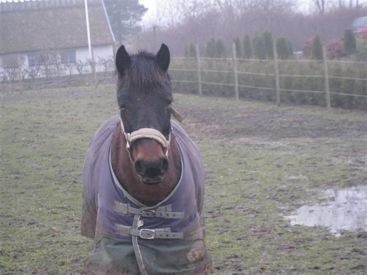 Anden særlig race Brune R.I.P. 08-10-12 - 23 år - 2009 *Foto: Mig* billede 4