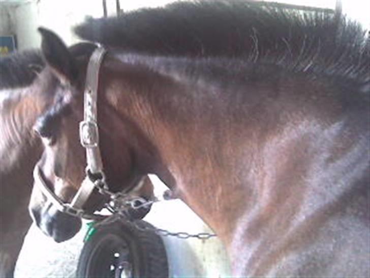 Anden særlig race Brune R.I.P. 08-10-12 - 23 år - 2009 *Foto: Mig* billede 6
