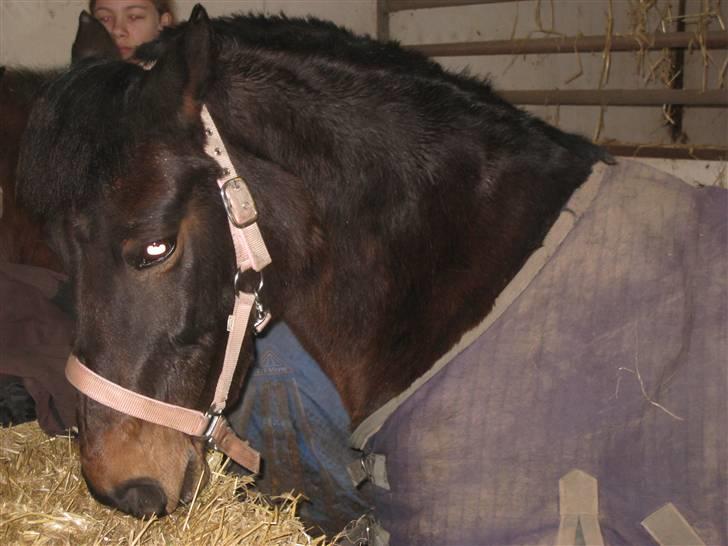 Anden særlig race Brune R.I.P. 08-10-12 - 23 år - 2009 *Foto: Mig* billede 7