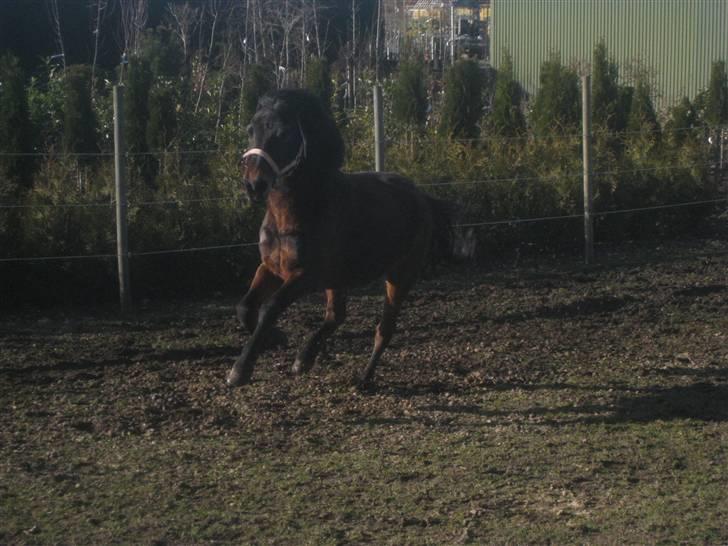 Anden særlig race Brune R.I.P. 08-10-12 - 23 år - 2009 *Foto: Mig* billede 8
