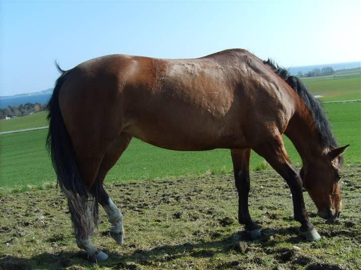 DSP Manilla M solgt billede 10