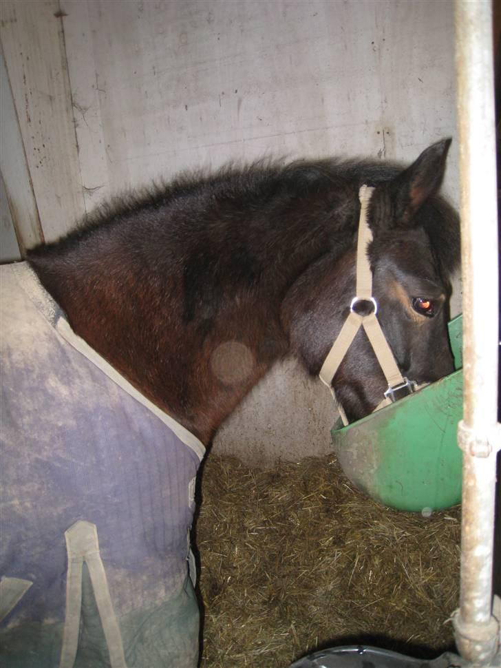 Anden særlig race Brune R.I.P. 08-10-12 - 23 år - 2009 *Foto: Mig* billede 9