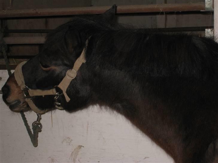 Anden særlig race Brune R.I.P. 08-10-12 - 23 år - 2009 *Foto: Mig* billede 10
