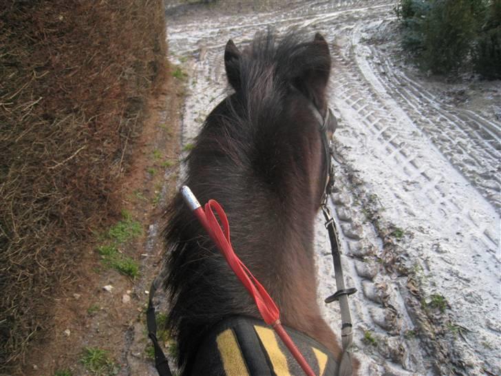 Anden særlig race Brune R.I.P. 08-10-12 - 23 år - 2009 *Foto: Mig* billede 11