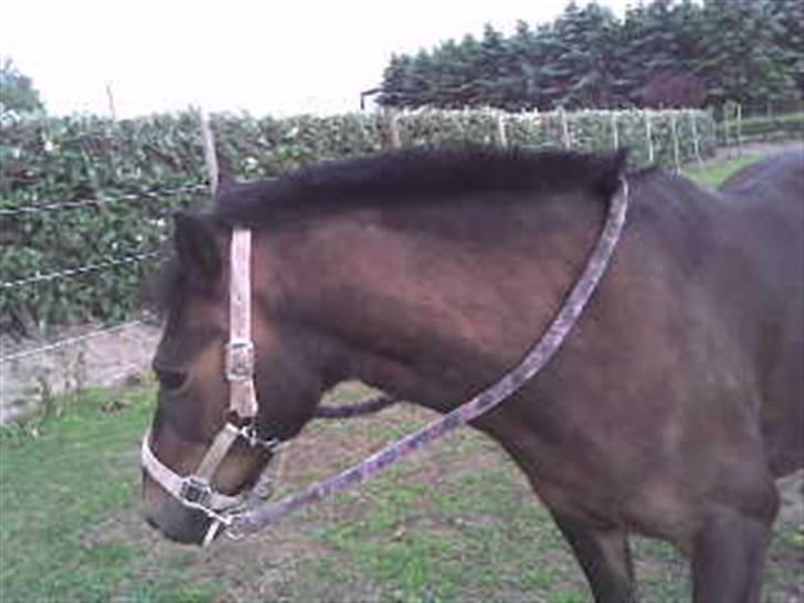 Anden særlig race Brune R.I.P. 08-10-12 - 23 år - 2009 *Foto: Mig* billede 13