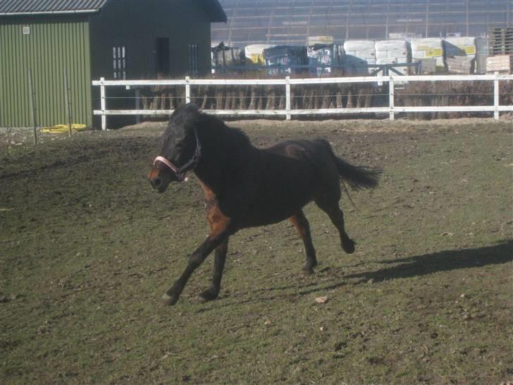 Anden særlig race Brune R.I.P. 08-10-12 - 23 år - 2009 *Foto: Mig* billede 16