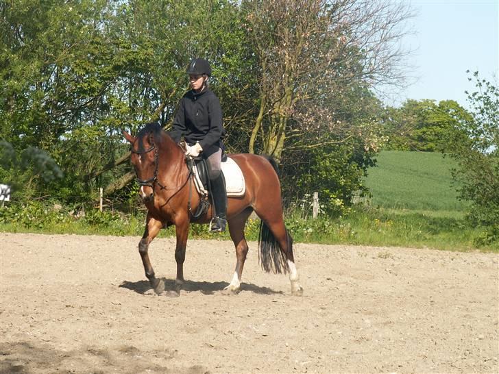 DSP Manilla M solgt billede 12