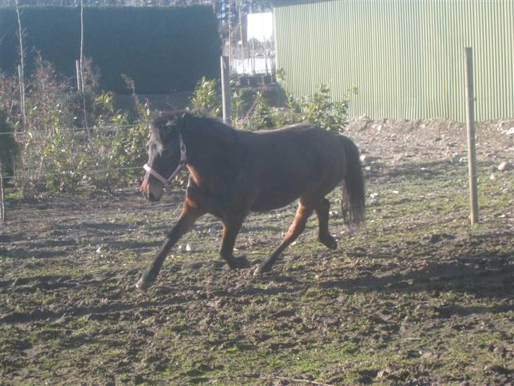 Anden særlig race Brune R.I.P. 08-10-12 - 23 år - 2009 *Foto: Mig* billede 18