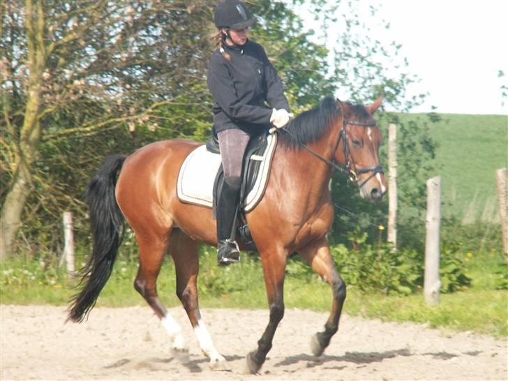 DSP Manilla M solgt billede 13