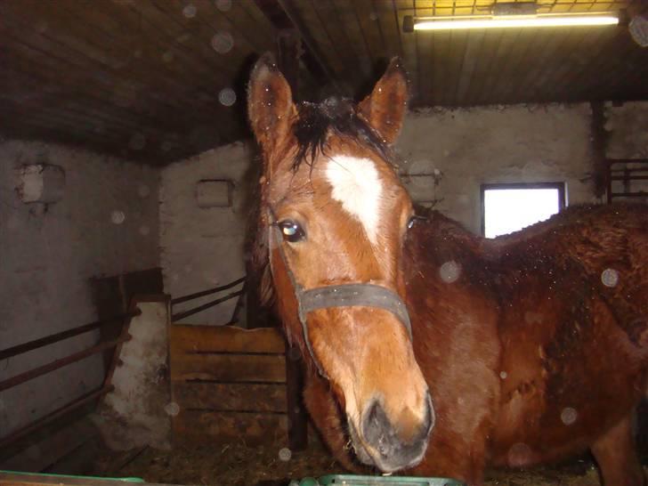 Traver Return Sujaki (Baby) - Return, taget d. 8/2... Hun er pt. en smule snot-næset!!! billede 13