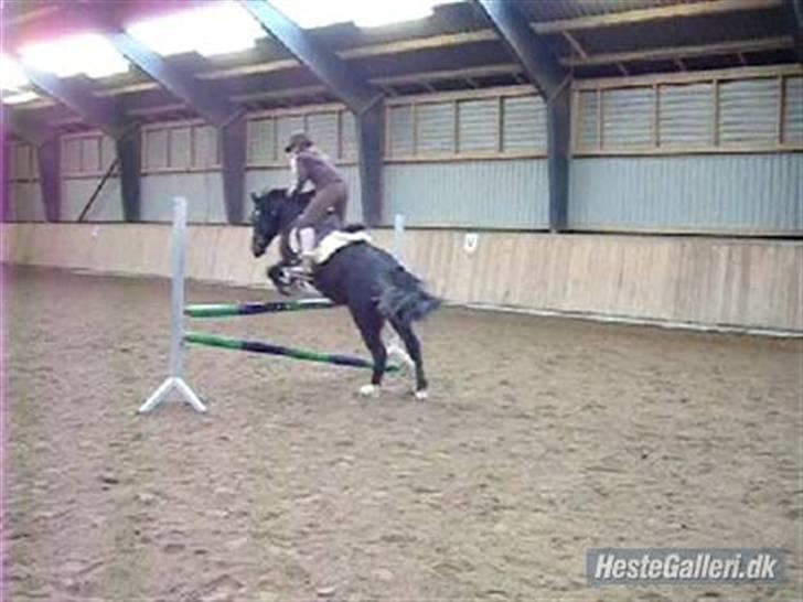 Anden særlig race Fandango SOLGT!! :'( - uuuuuuuh juuuuuuumpstyle :D!       Foto; LLJ.  billede 19