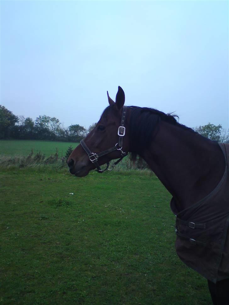 Traver Wondering billede 10