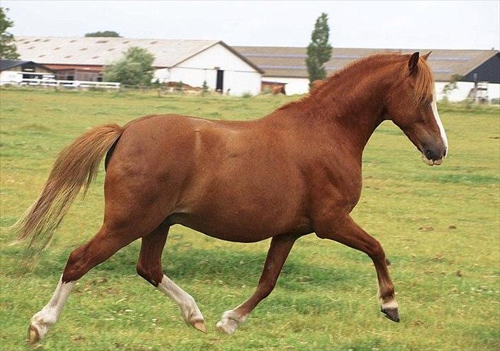 Welsh Pony (sec B) O'malley - Gamle hest - malle på græs med en lille mave på :-) foto: AS 2010 billede 17