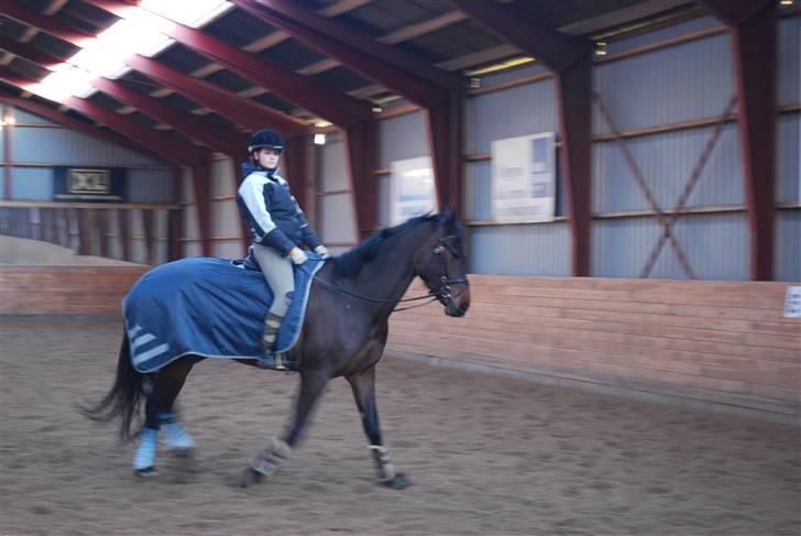 Dansk Varmblod Lioness (solgt) billede 15