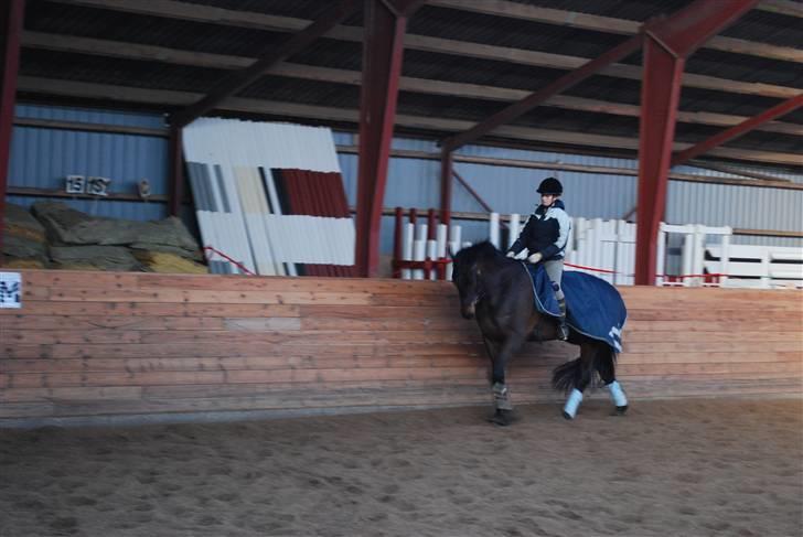 Dansk Varmblod Lioness (solgt) billede 16