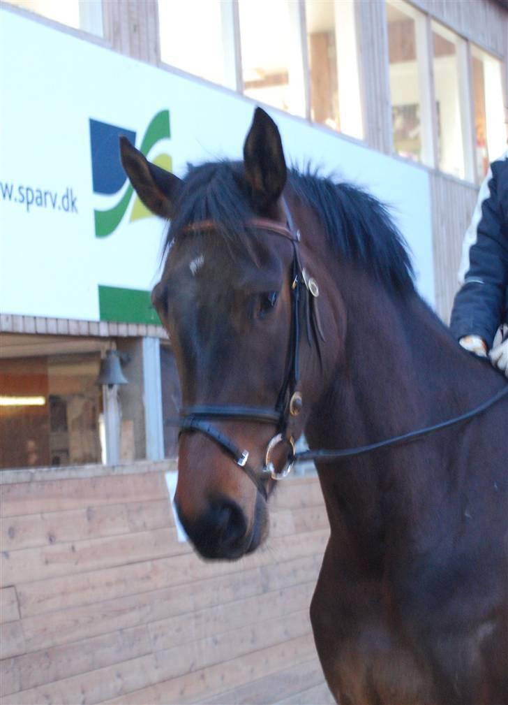 Dansk Varmblod Lioness (solgt) billede 17