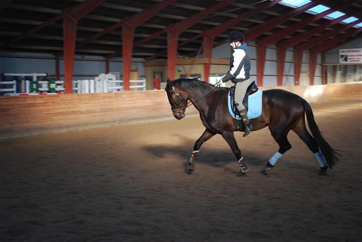 Dansk Varmblod Lioness (solgt) billede 18